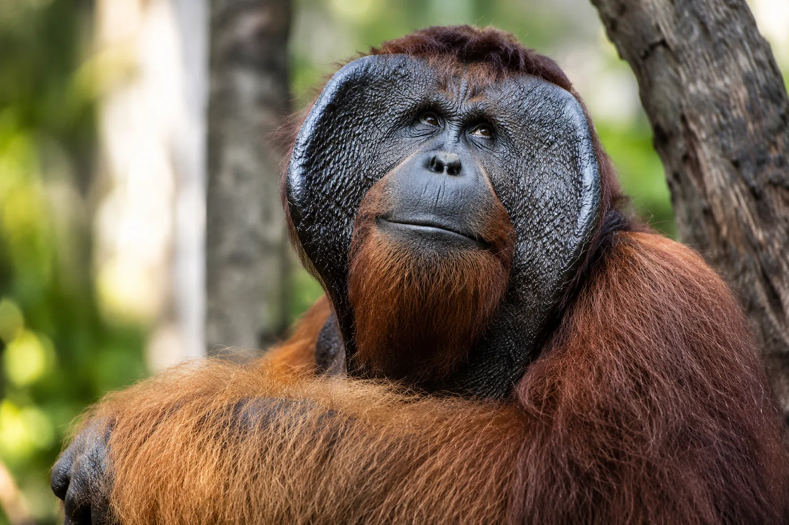 Orangutan in Tanjung Puting National Park, Borneo, Indonesia
